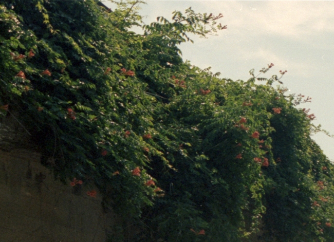 02-epson-scan-anr-crop-100